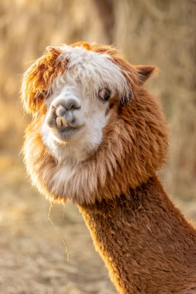 Portret Van Een Grappige Alpaca Close Zuid Amerikaanse Kameel Alpaca — Stockfoto