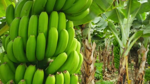 Plantaciones Plátanos Tenerife Islas Canarias España Plátanos Verdes Creciendo Los — Vídeos de Stock