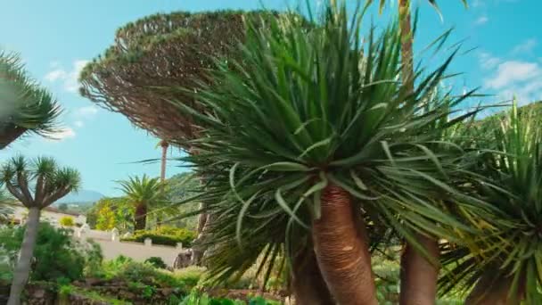 Ancient Dragon Tree Icod Los Vinos Town Tenerife Canary Islands — Stock video