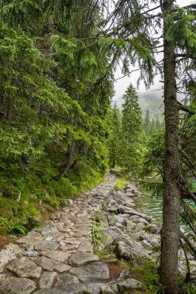 Camino Piedra Con Bosque Abetos Musgosos Largo Del Lago Morskie —  Fotos de Stock