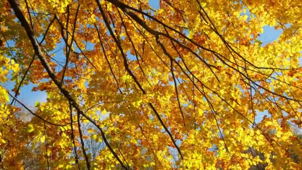 秋は太陽の下で葉 倒木の背景 秋には黄色 赤の葉がアルダーの木に付きます 遅いパンニング 太陽の下で黄金の木 — ストック動画