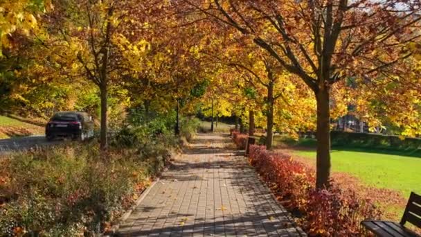 Пов Прогулюється Красивому Парку Осінній Сезон Яскраві Осінні Дерева Жовтим — стокове відео