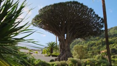 Ancient Dragon Tree in Icod de los Vinos town on Tenerife, Canary Islands, Spain. Famous Drago in Parque del Drago. Symbol of Tenerife, the largest and the oldest living Dracaena Draco in the world.