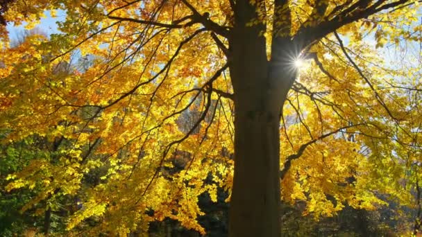 Herfst Bladeren Zon Val Van Boom Achtergrond Gele Oranje Rode — Stockvideo