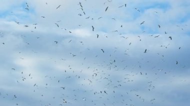 Flock of seagulls flies in cloudy sky in slow motion. Lots of sea birds flying in circles. Full sky of seagulls over the sea. Fly of birds in nature