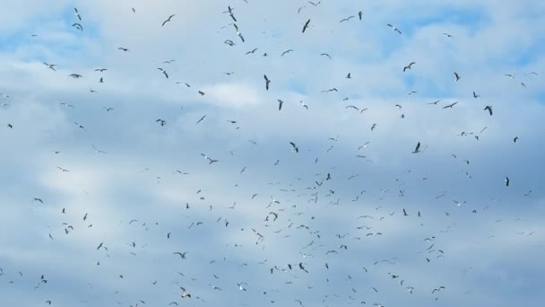 Een Zwerm Meeuwen Vliegt Bewolkte Lucht Slow Motion Veel Zeevogels — Stockvideo