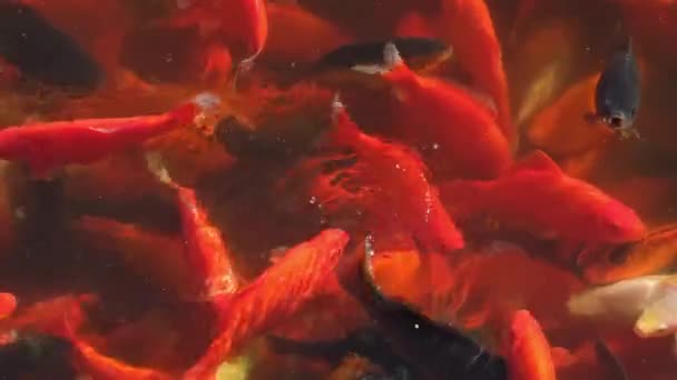 Ryby Karpia Pływające Stawie Bliska Popularne Zwierzęta Dla Relaksu Feng — Wideo stockowe