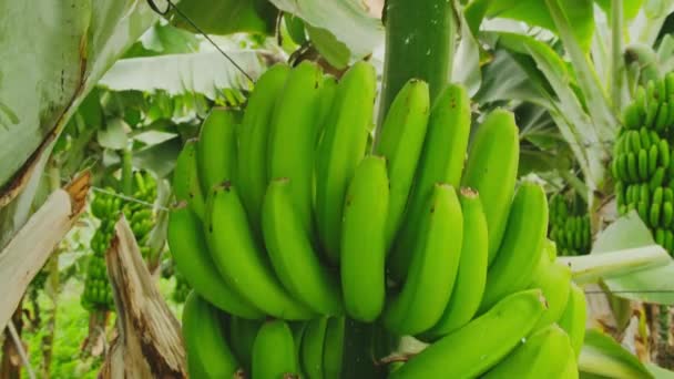生长在树上的绿色香蕉 香蕉种植园上的绿色热带香蕉果实特写 Tenerife香蕉种植园位于西班牙加那利群岛的Tenerife 农业和香蕉生产概念 — 图库视频影像