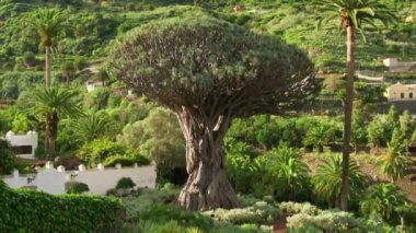 Icod de los Vinos 'taki Old Dragon Tree Tenerife, Kanarya Adaları, İspanya. Parque del Drago 'daki ünlü Drago. Tenerife 'nin sembolü, dünyada yaşayan en büyük ve en yaşlı Dracaena Draco..