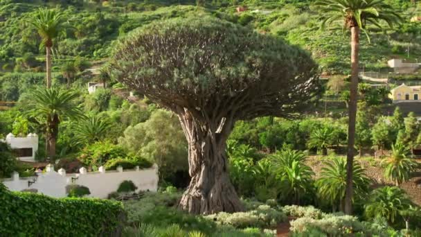 Alter Drachenbaum Der Stadt Icod Los Vinos Auf Teneriffa Kanarische — Stockvideo