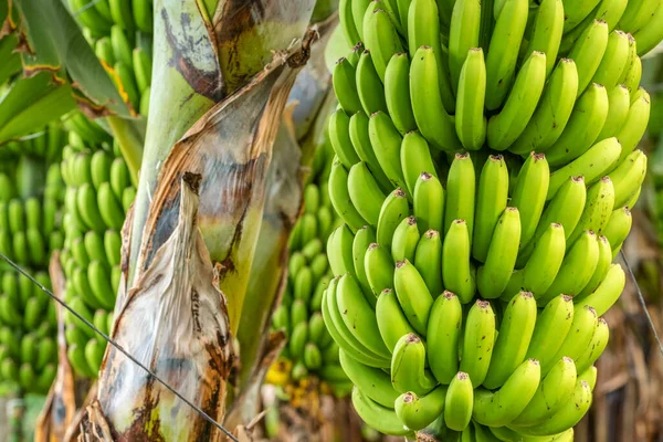 Zöld Banán Fákon Zöld Trópusi Banángyümölcs Közelkép Banánültetvényről Tenerife Banánültetvények — Stock Fotó