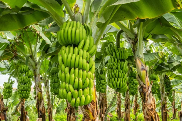 Bananas Verdes Crescendo Árvores Frutas Banana Tropicais Verdes Close Plantação — Fotografia de Stock