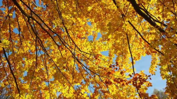秋天的叶子在太阳上 落树背景 杏树上有黄色 橙色和红色的叶子 还开着枪阳光下的金树 — 图库视频影像