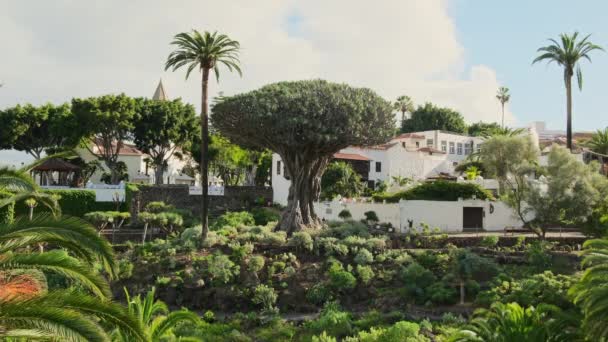 Ancient Dragon Tree Icod Los Vinos Tenerife Kanárské Ostrovy Španělsko — Stock video