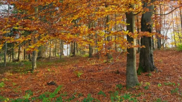 ブナ林には紅葉が彩りを添えています 秋の森に黄色の葉を持つ美しい木 黄金の木はゆっくりと落ちる 秋の美しい自然風景 — ストック動画