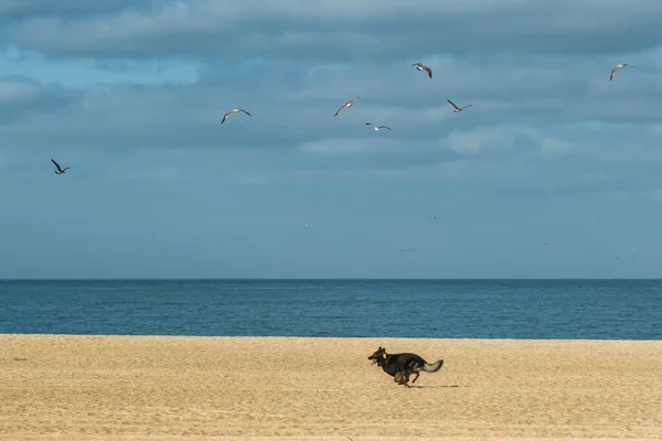 A happy dog running and joyfully chasing seagulls on a sandy beach. The playful dog enjoys chasing the gull birds on the beach.