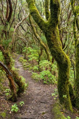 Anaga Park, Tenerife, Kanarya Adaları, İspanya 'da yosun kaplı ağaçlarla kaplı mistik sisli orman manzarası.