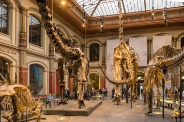 Berlin, Germany - December 13, 2022: A skeleton of tyrannosaurus at Natural history museum Museum fur Naturkunde, MfN, Naturkundemuseum or Humboldt-Museum, Berlin, Germany.