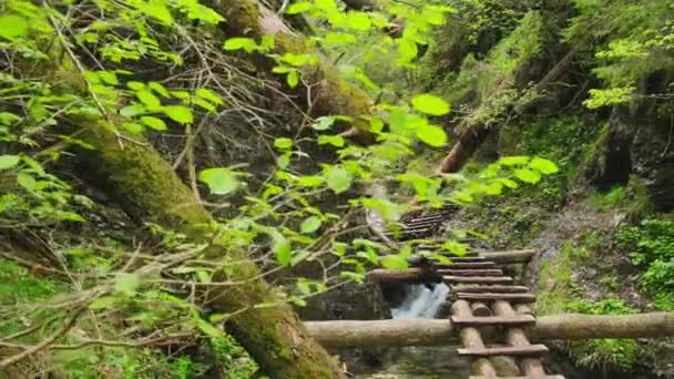 スロバキアのスロバキア国立公園 スーチャ ゴージ 山の川のある狭い山の渓谷にある歩行者用木製の階段 バルセロナで最高のハイキングの一つ リベアリングショット — ストック動画