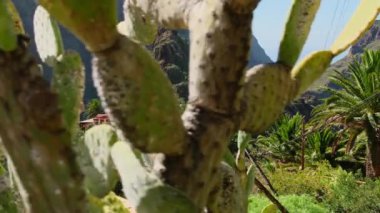 Tenerife 'deki Masca Vadisi manzarası, Kanarya Adaları, İspanya. Palmiye ağaçları ve tropik bitki örtüsüyle süslenmiş manzaralı dağ manzarası. Yavaş çekim, sabit çekim.