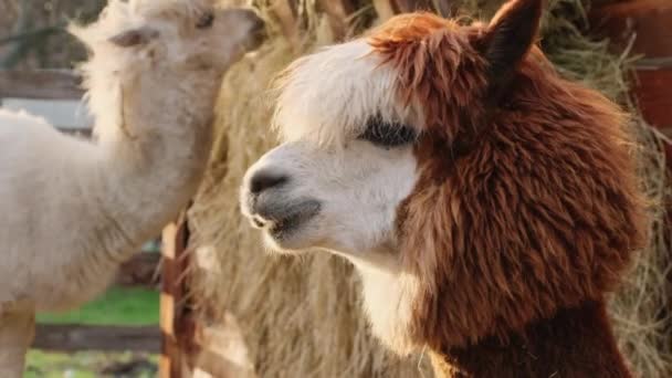 Potret Lucu Alpaca Close Camelid Amerika Selatan Alpaca Hewan Melihat — Stok Video