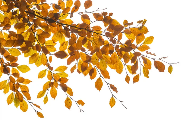 Branch of autumn leaves isolated on a white background. Natural light shot. Tree branch with yellow leaves close-up on white background. Fall season concept