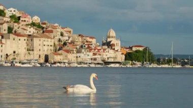 Hırvatistan 'ın Dalmaçya kentindeki Sibenik eski kasabasında manzaralı güzel beyaz kuğu yüzüyor. Ortaçağ kasabası olan Akdeniz şehri Sibenik. UNESCO Dünya Mirasları Listesi.