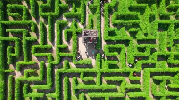 Vzdušný Pohled Shora Dolů Lidi Kteří Hrají Labyrintu Zahradě Slunečného — Stock video