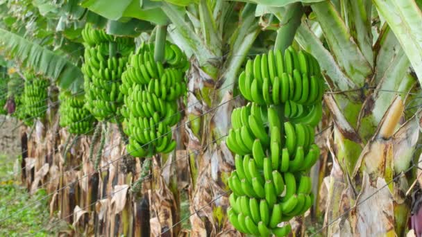 Groene Bananen Groeien Bomen Bananenplantage Groene Tropische Bananenbladeren Vruchten Bananenplantage — Stockvideo