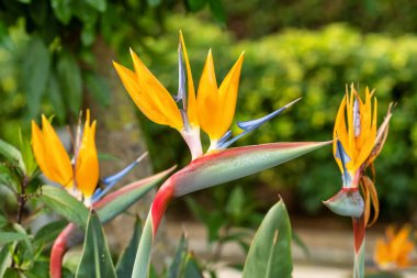 Cennet kuşu çiçeği Strelitzia Reginae, Tenerife 'de botanik bahçesi, Kanarya Adaları, İspanya.