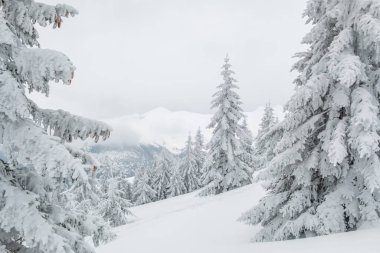 Soğuk kış gününde dağlarda güzel kar manzarası. Spruce Ormanı 'nda muhteşem soğuk bir gün. Kar altında kalan çam ağaçları. Noel sezonu sahnesi
