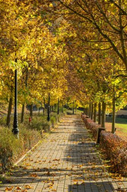 Sonbahar sezonunda güzel bir şehir parkı. Parkta parlak sarı yaprakları olan sonbahar ağaçları. Güzel güneşli sonbahar sokağı. Şehirde sonbahar manzarası.