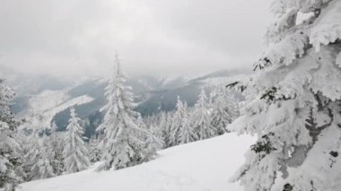 Soğuk kış gününde dağlarda güzel kar manzarası. Spruce Ormanı 'nda muhteşem soğuk bir gün. Kar altında kalan çam ağaçları. Noel sezonu sahnesi. Yavaş sabit görüntü