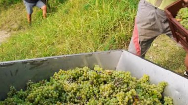 İşçiler, Slovenya üzüm bağlarındaki şarap hasadı sırasında sandıklardan taze toplanmış yeşil Sauvignon üzümlerini traktör römorkuna dikkatlice boşalttılar. Sonbaharda üzüm toplama mevsimi. 