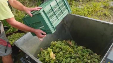 Slovenya üzüm bağlarında şarap hasadı sırasında sarmaşıklardan beyaz Sauvignon üzümleri kesen işçilerin ellerini kapatın. Sonbaharda üzüm toplama mevsimi. Sarmaşıklarda olgunlaşmış üzümler. 