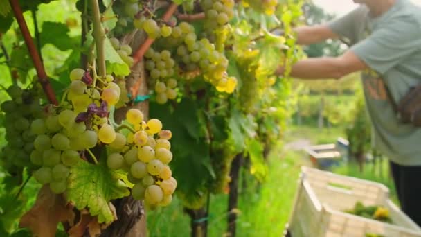 Close Workers Hands Cutting White Sauvignon Grapes Vines Wine Harvest — Stock Video