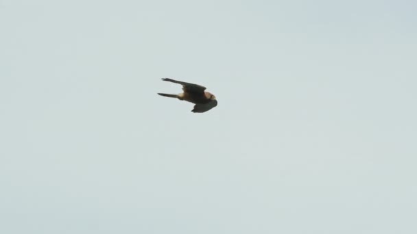 猎鹰在空中翱翔 然后迅速潜入空中捕食猎物 在慢动作中 一个跟踪镜头捕获了浮在执行高速鼻子俯冲之前的猎鹰 猎鹰的飞行 — 图库视频影像