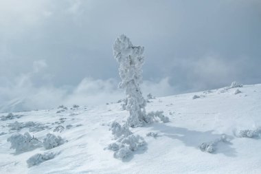 Kışın dağ zirvesinde meydana gelen kar fırtınasından sonra sıradışı şekilli karla kaplı bir ağaç. Ağaçtaki kalın kar ve buz tabakası. Kış mevsiminde karla kaplı dağ manzarası