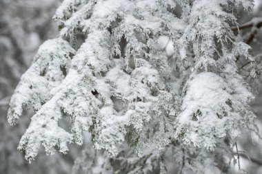 Soğuk bir kış gününde, karla kaplı ağaçlarla kaplı soğuk bir ladin ormanında güzel bir köknar dalı. Resimli bir Noel sezonu sahnesi