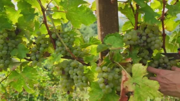 スロベニアのブドウ畑でワインの収穫中に白いソーヴィニヨンのブドウを切断する労働者の手の近く 秋のグレープピッキングシーズン ワインのブドウを閉じる — ストック動画