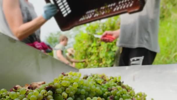 Şçiler Slovenya Üzüm Bağlarındaki Şarap Hasadı Sırasında Sandıklardan Taze Toplanmış — Stok video