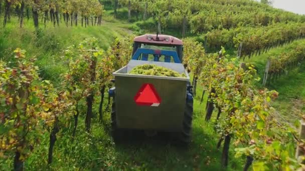 秋の収穫シーズン中にブドウ畑を介して新鮮に収穫されたブドウを輸送するトラクターのリアビュー ヨーロッパのワイン生産プロセスの美しいシーン — ストック動画