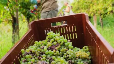 İşçi, Avrupa üzüm bağlarında şarap hasat mevsiminde yeni toplanmış sarı Sauvignon üzümlerini sandıklara dikkatlice bırakıyor. Sonbahar mevsiminde plastik kaplarda olgun üzümler toplanır.