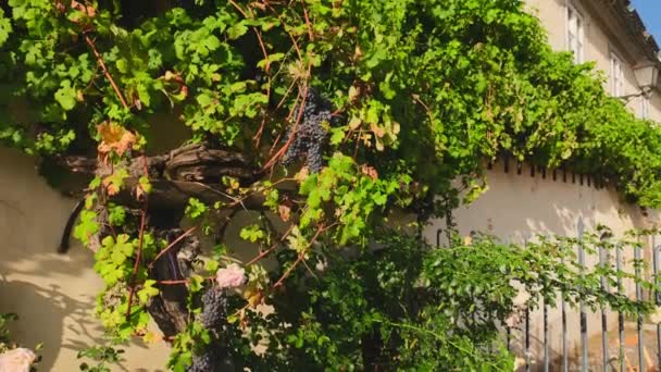 マリボルの古いブドウは 400年以上の歴史を持つ世界最古のブドウであると考えられています ゆっくりと映像を傾ける — ストック動画