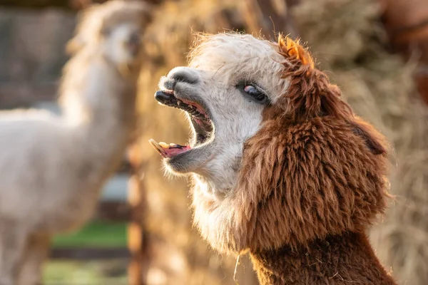 Close Portrait Funny Furry Alpaca Yawning South American Camelid Royalty Free Stock Images