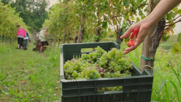 Worker Carefully Drops Freshly Picked Yellow Sauvignon Grapes Crates Wine — Stock Video