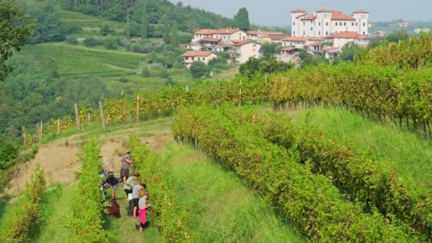 Доброво Словения Сентября 2023 Года Неизвестные Рабочие Собирающие Виноград Виноградных — стоковое видео