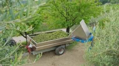 Slovenya üzüm bağlarındaki şarap hasadı sırasında traktör yeni toplanmış üzümleri bir karavana boşalttı. Slovenya 'daki şarap üretim sürecinde kırsal alan. 