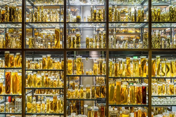 The Wet Collections room in the Museum of Natural History Museums fur Naturkunde in Berlin, Germany