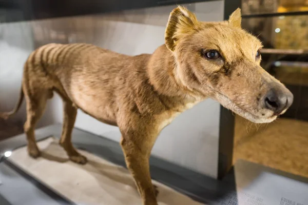 Gevulde Tasmaanse Tijger Thylacinus Cynocephalus Het Natuurhistorisch Museum Humboldt Museum Stockfoto